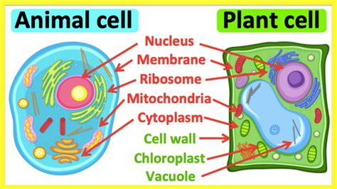 Timestamped Summary. Animal and plant cells have similarities and differences in their organelles and cell contacts. Plant cells have a cell wall for stability, while animal cells have a cytoskeleton for support. Plant cells have a cytoskeleton with fewer functions, a large vacuole for pressure and toxin storage, and peroxisomes for ...
